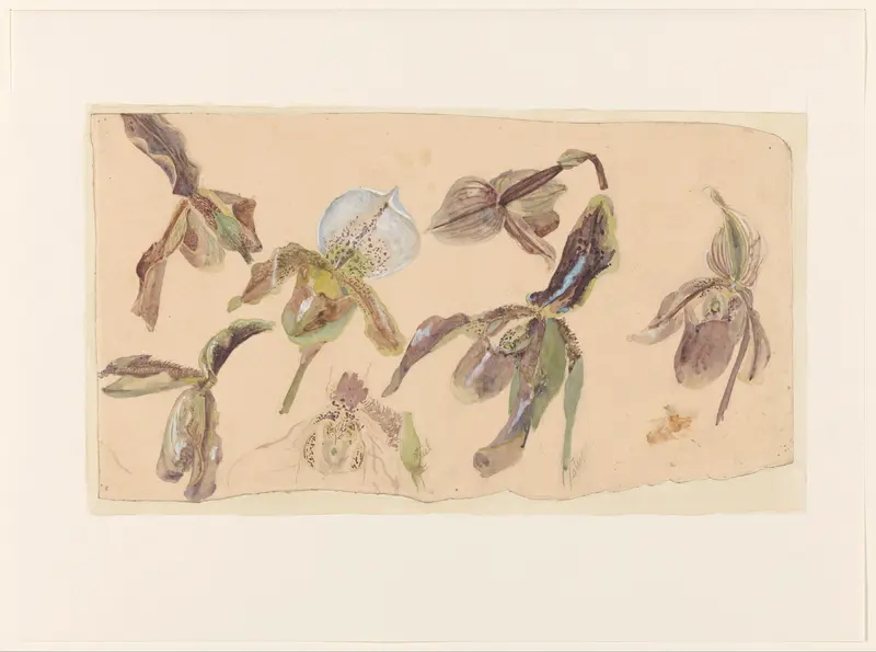 Zeven studies van orchideeën Wall Art by Willem van Konijnenburg - High-Resolution Digital Print