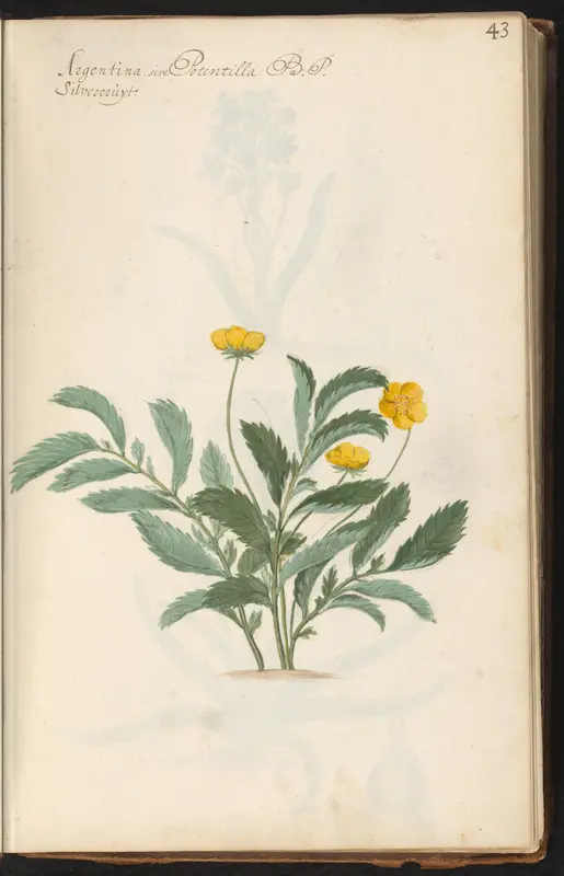 Zilverschoon (Argentina anserina) Wall Art by anonymous - High-Resolution Digital Print
