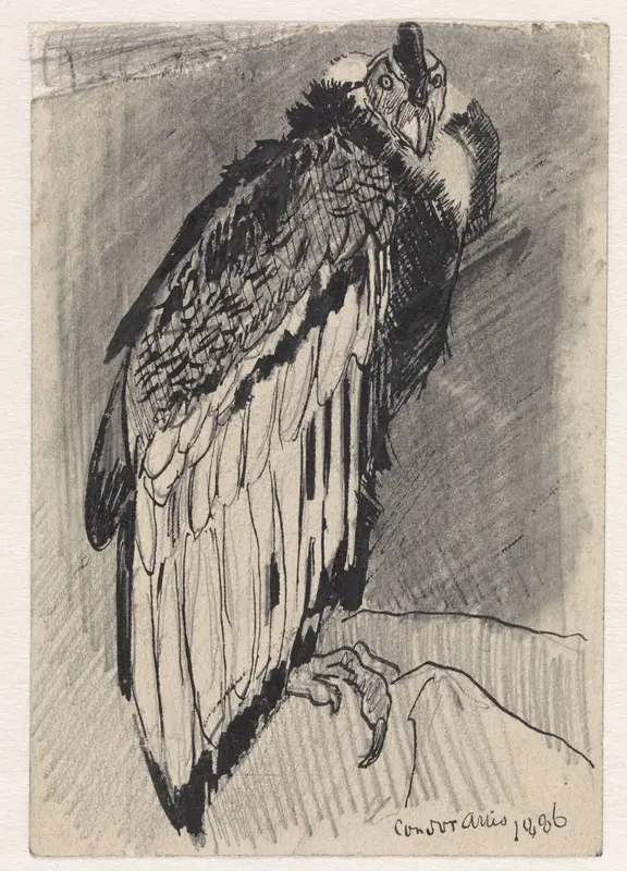Zittende condor Wall Art by Jan van Essen - High-Resolution Digital Print