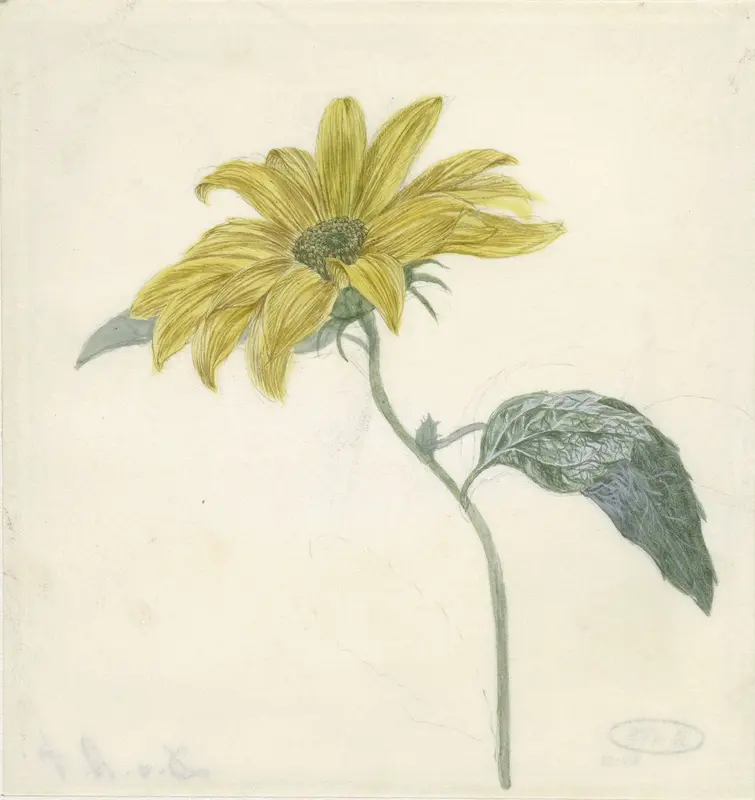 Zonnebloem Wall Art by D. van Alphen - High-Resolution Digital Print