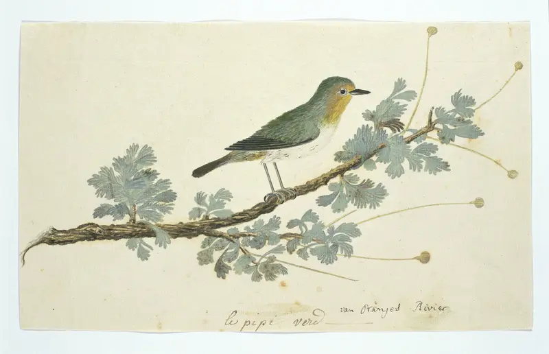 Zosterops pallidus (Oranjerivierbrilvogel) Wall Art by Robert Jacob Gordon - High-Resolution Digital Print