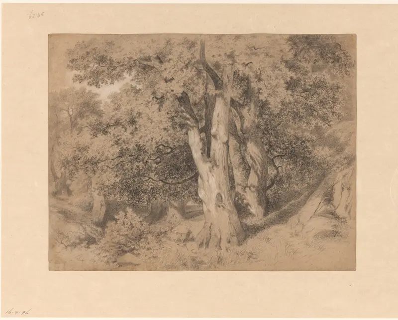 Zware bomen in heuvelend terrein Wall Art by anonymous - High-Resolution Digital Print