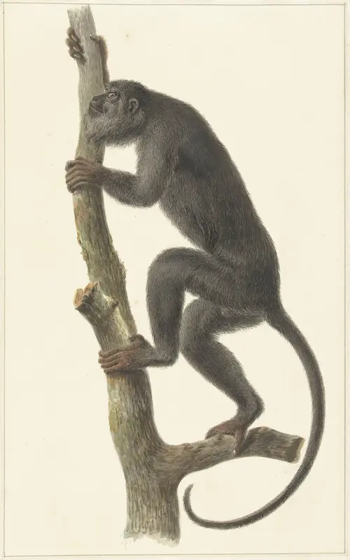 Zwarte brulaap (Paraguay) Wall Art by Pieter Pietersz. Barbiers - High-Resolution Digital Print