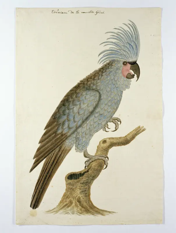 Zwarte kaketoe Wall Art by Unknown - High-Resolution Digital Print