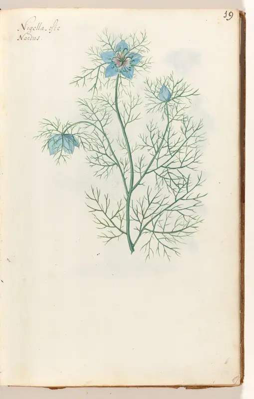 Zwarte komijn (Nigella sativa) Wall Art by anonymous - High-Resolution Digital Print