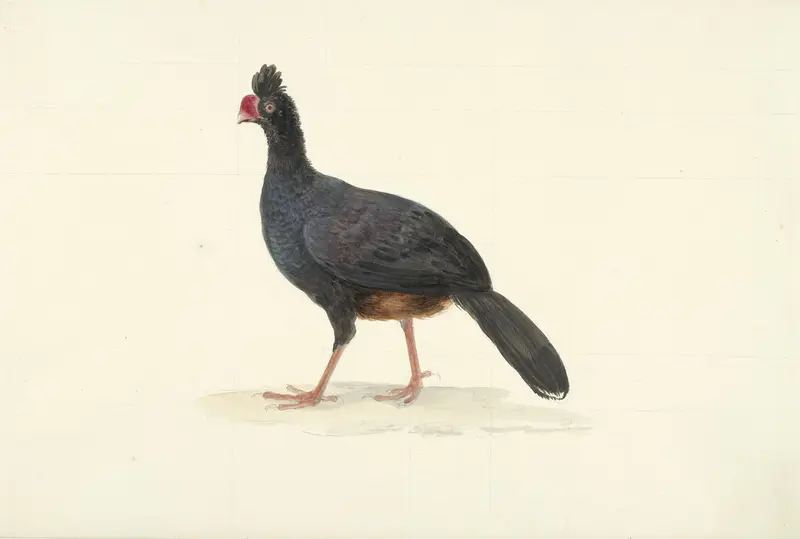 Zwarte loopvogel met korte dikke rode snavel Wall Art by Unknown - High-Resolution Digital Print