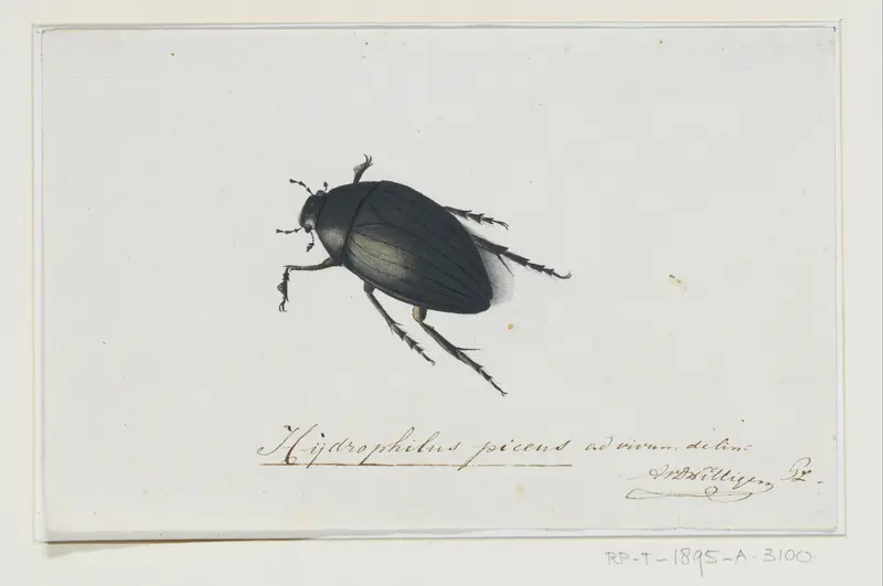 Zwarte Waterkever Wall Art by Unknown - High-Resolution Digital Print