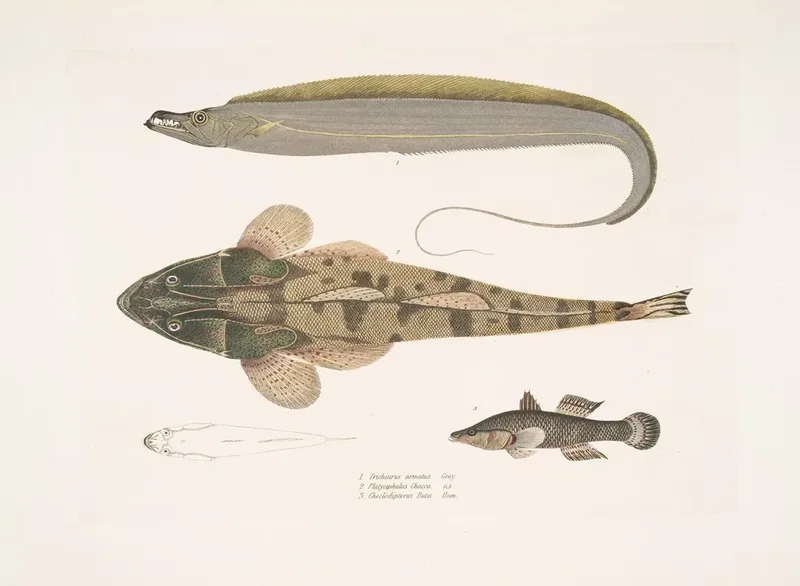 1 Armed Hair Tail Trichiurus Armatus 2 Chacca Flathead Platycephalus Chacca 3 Indian Cheilodipterus Checlodipterus Batis Wall Art by John Edward Gray - High-Resolution Digital Print