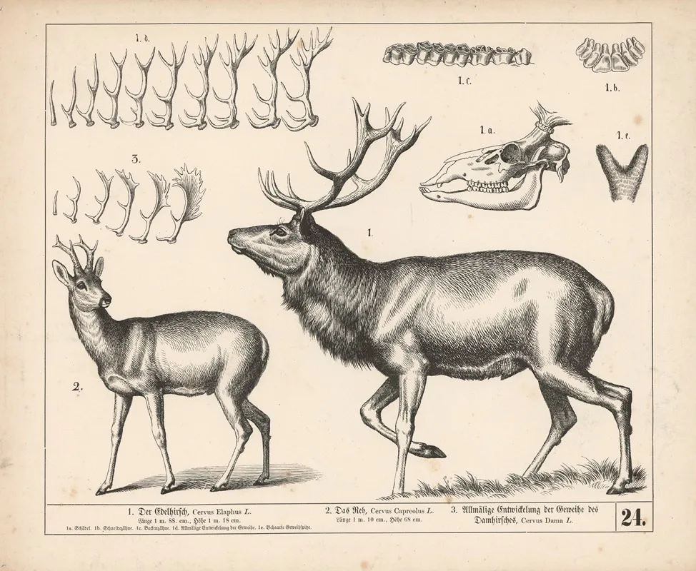 Animal Wall Art