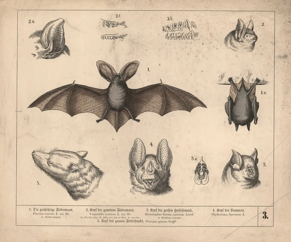 1 Die Grossohrige Fledermaus 2 Kopf Der Gemeinen Fledermaus 3 Kopf Der Grossen Hufeisennase 4 Kopf Des Vampyrs Wall Art by Heinrich Leutemann - High-Resolution Digital Print