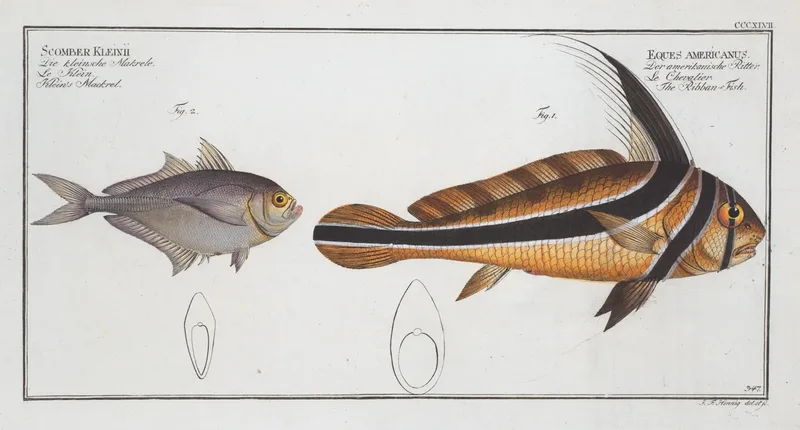1 Eques Americanus The Ribban Fish 2 Scomber Kleinii Kleins Mackrel Wall Art by Marcus Elieser Bloch - High-Resolution Digital Print