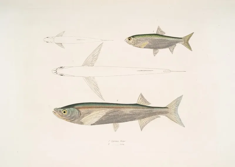 Neoclassicism Illustration