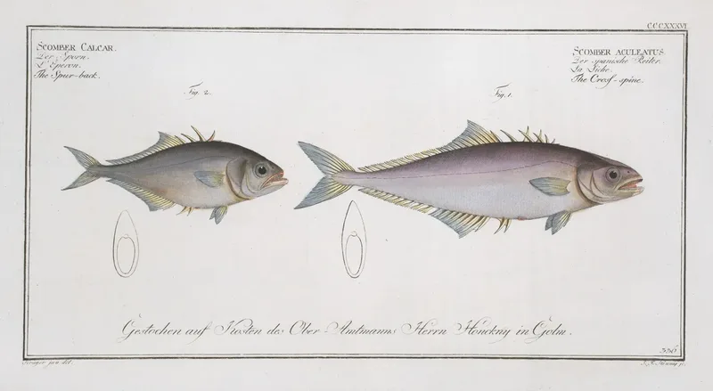 1 Scomber Aculeatus The Cross Spine 2 Scomber Calcar The Spur Back Wall Art by Marcus Elieser Bloch - High-Resolution Digital Print