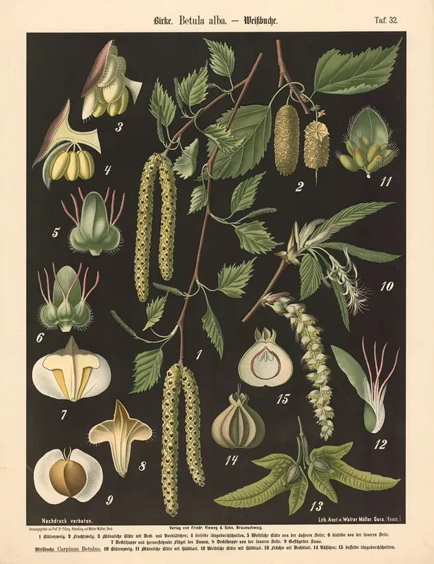 632 Birke Betula Alba Wall Art by Walter Müller - High-Resolution Digital Print