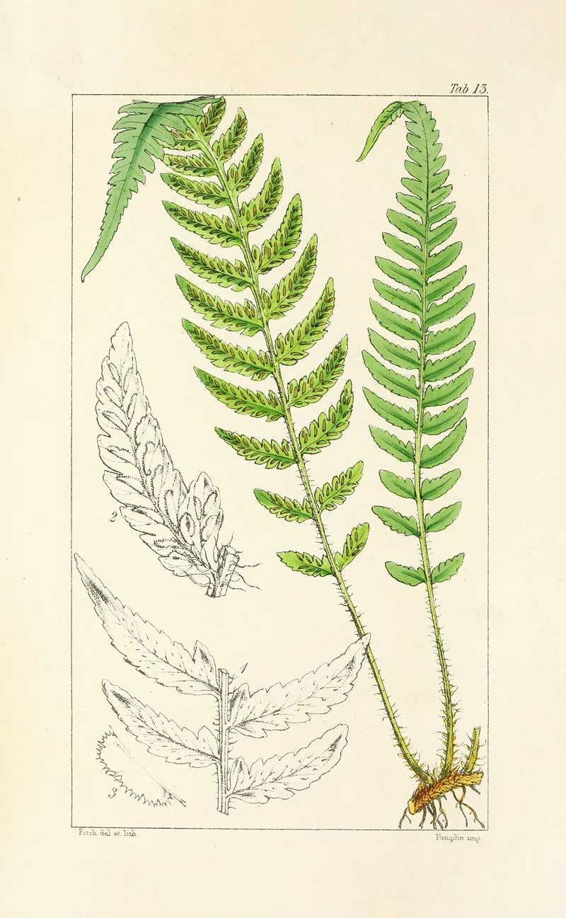 A Century Of Ferns Pl 13 Wall Art by William Jackson Hooker - High-Resolution Digital Print