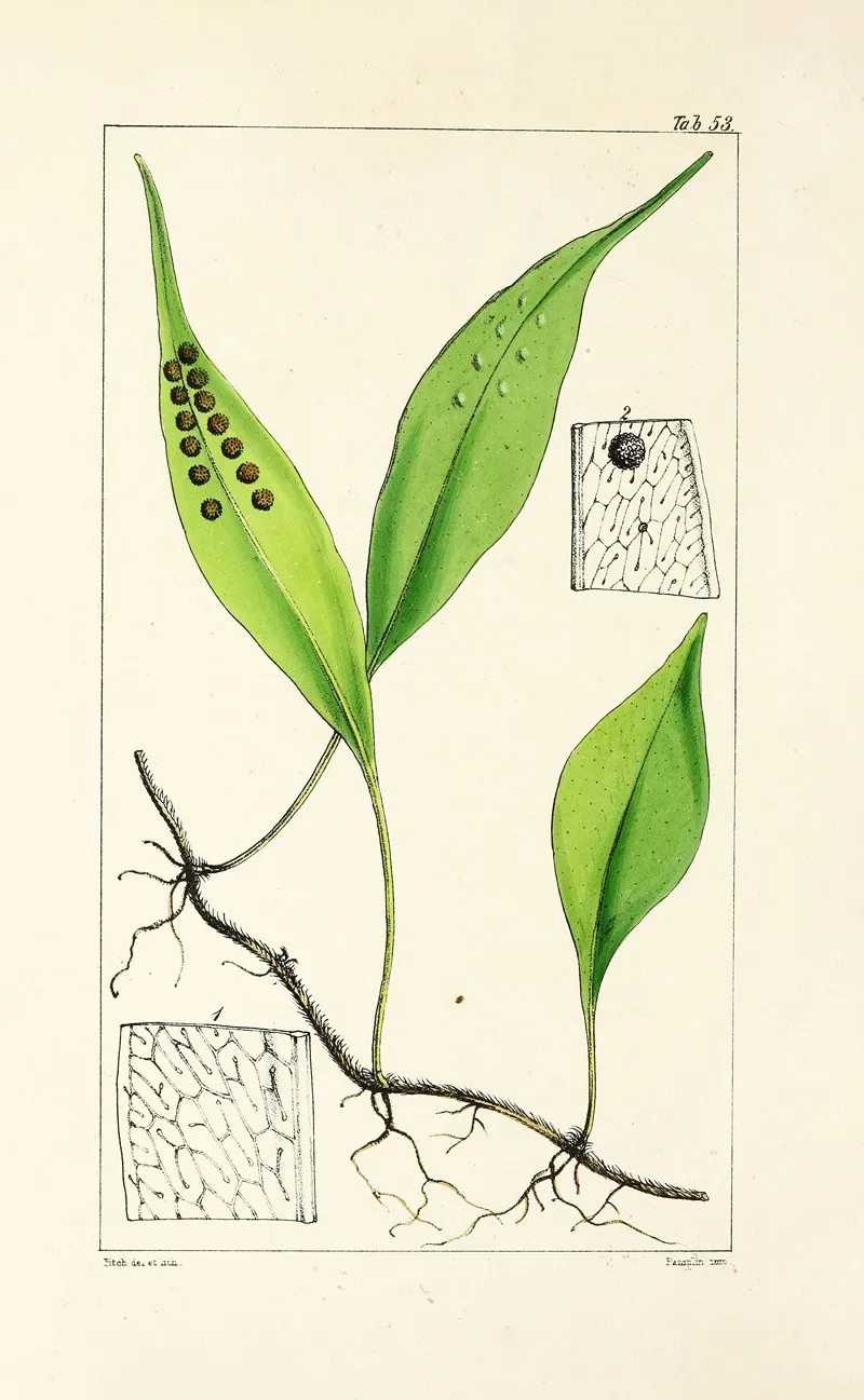 A Century Of Ferns Pl 51 Wall Art by William Jackson Hooker - High-Resolution Digital Print