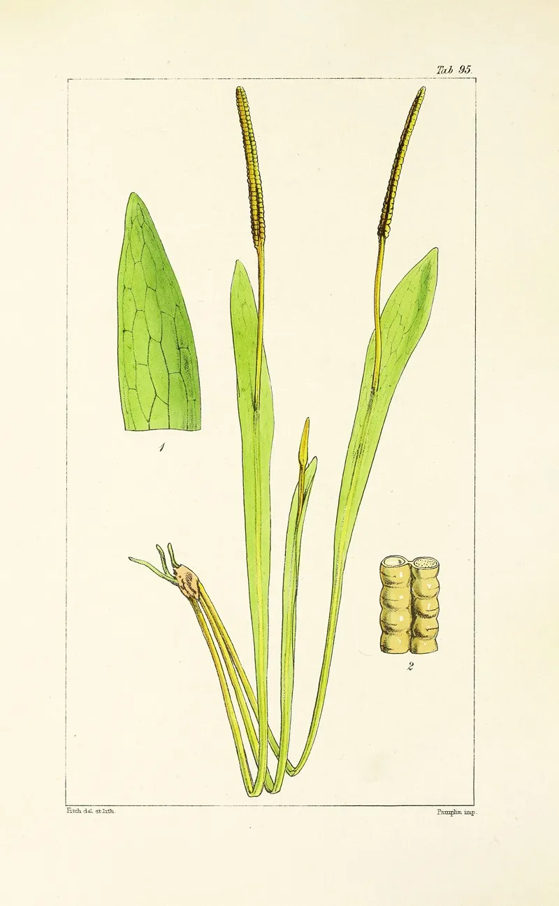 A Century Of Ferns Pl 91 Wall Art by William Jackson Hooker - High-Resolution Digital Print