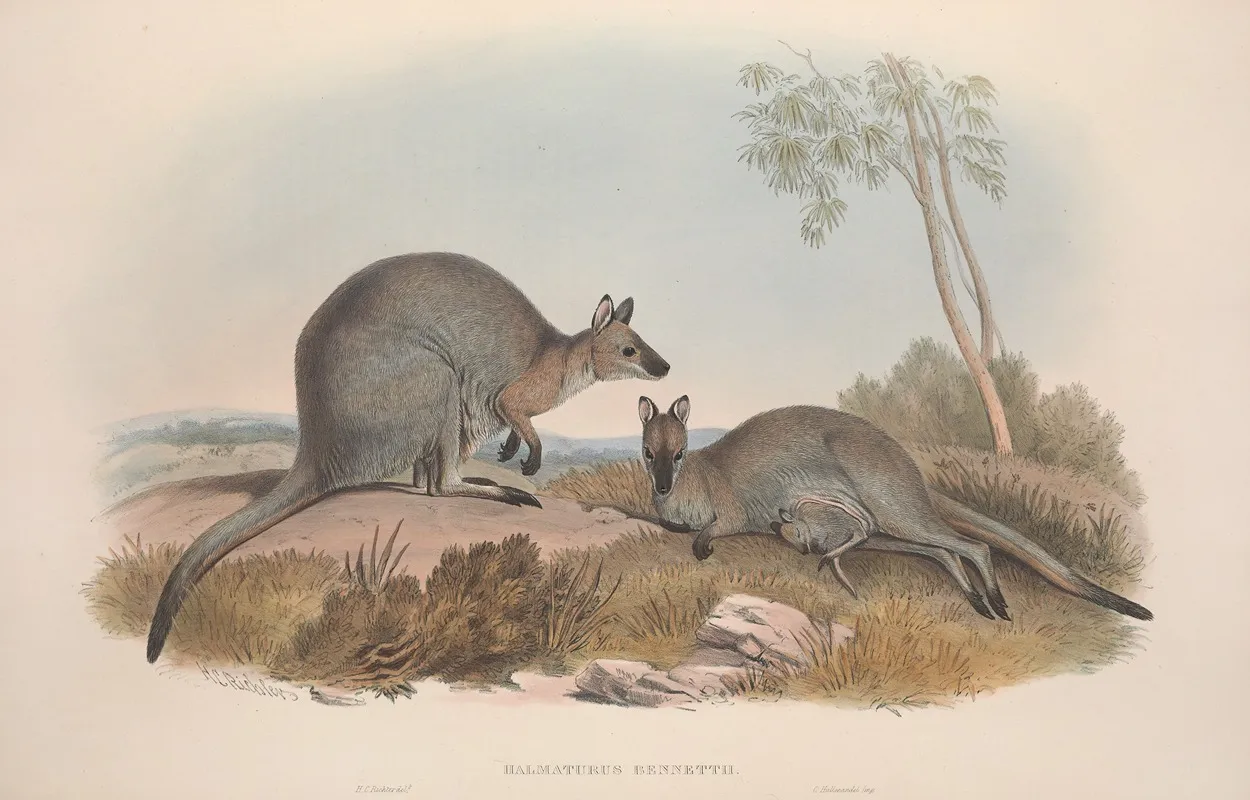 A Monograph Of The Macropodidae Or Family Of Kangaroos Pl 07 Wall Art by John Gould - High-Resolution Digital Print