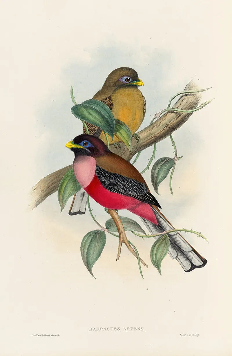 A Monograph Of The Trogonidae Or Family Of Trogons Pl 22 Wall Art by John Gould - High-Resolution Digital Print