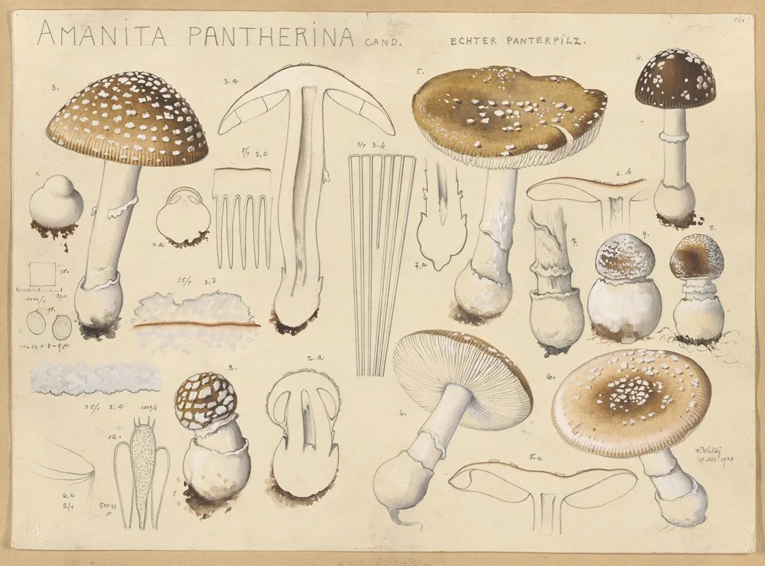 Amanita Pantherina Cand Wall Art by Hans Walty - High-Resolution Digital Print