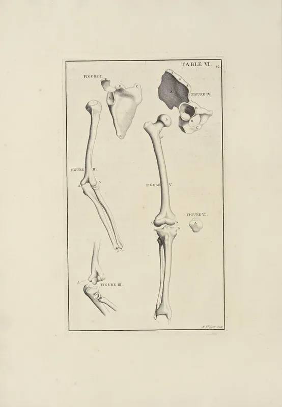 Anatomy Improvd And Illustrated With Regard To The Uses Thereof In Designing Pl 06 Wall Art by Michael van der Gucht - High-Resolution Digital Print