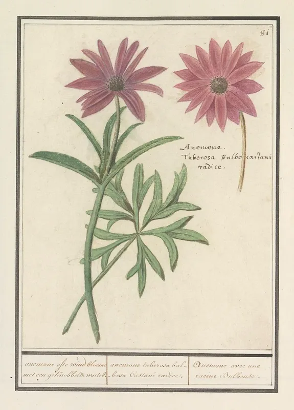 Anemoon Anemone Of Dahlia Dahlia Anemone Ofte Wind Bloeme Met Een Geknobbelde Wortel Wall Art by Anselmus Boëtius de Boodt - High-Resolution Digital Print