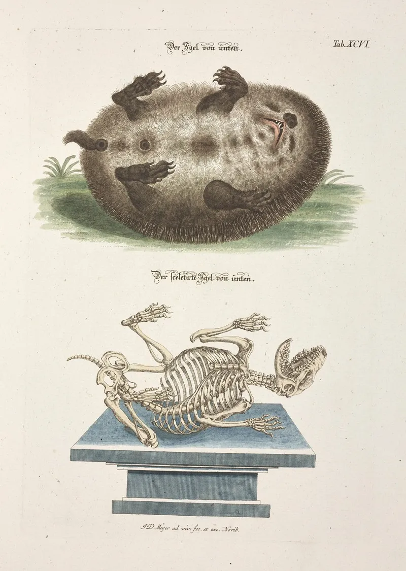 Angenehmer Und Nutzlicher Zeit Vertreib Pl 096 Wall Art by Johann Daniel Meyer - High-Resolution Digital Print