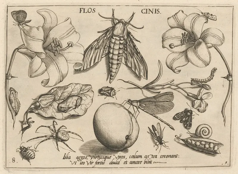 Belgian Plants & Animals