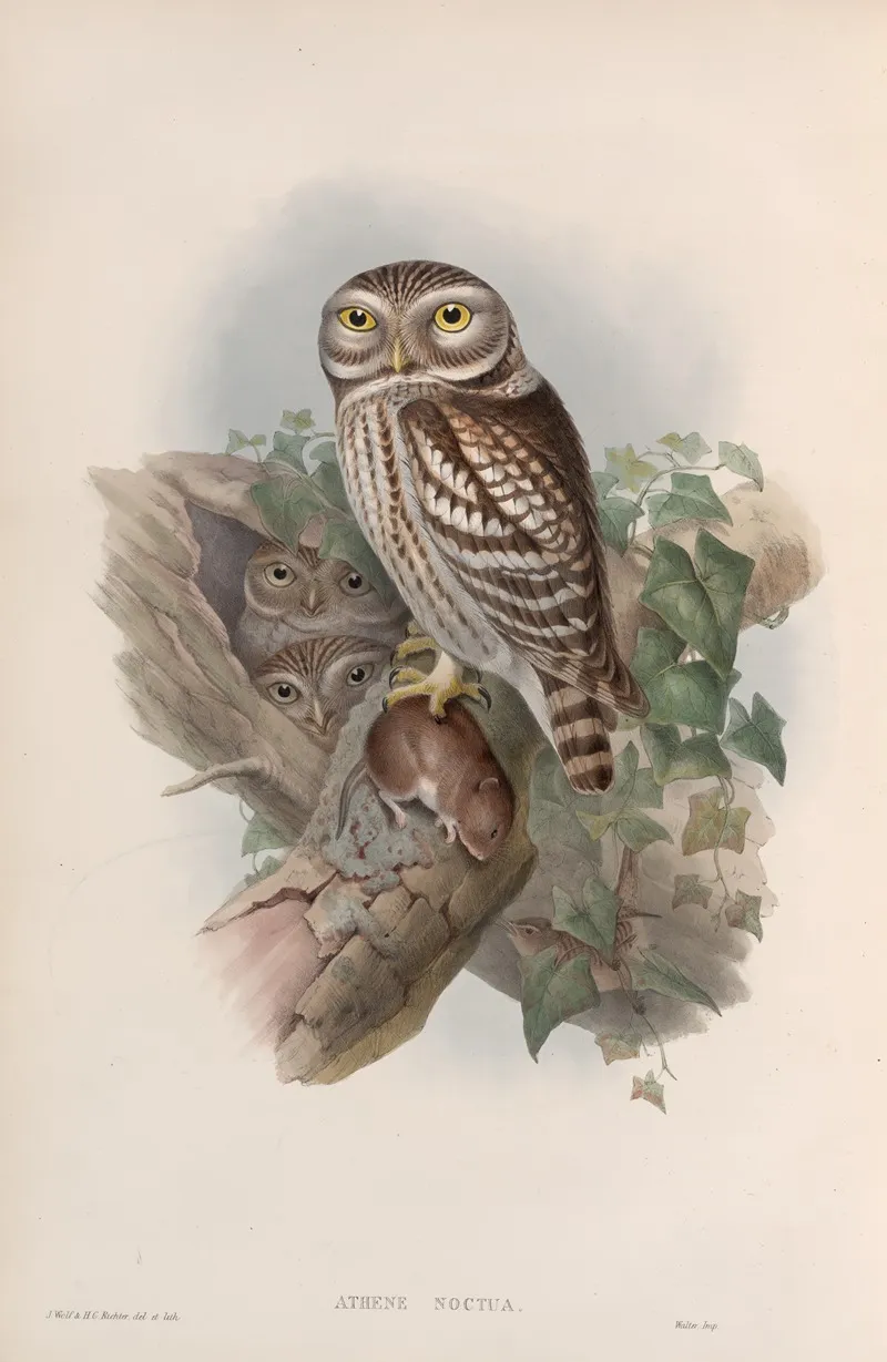 Athene Noctua Little Owl Wall Art by John Gould - High-Resolution Digital Print
