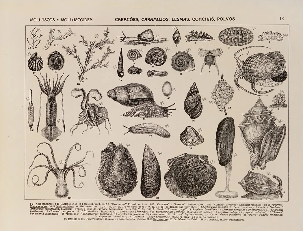 Brazilian Plants & Animals