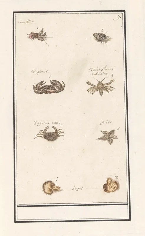 Blad Met Acht Kreeftachtigen En Weekdieren Wall Art by Anselmus Boëtius de Boodt - High-Resolution Digital Print