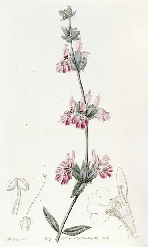 Bladdery Stachys Wall Art by Sydenham Edwards - High-Resolution Digital Print