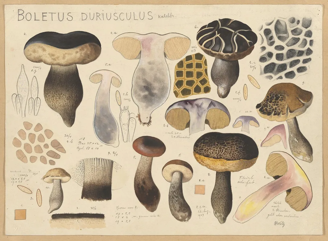 Boletus Duriusculus Kalchbr Wall Art by Hans Walty - High-Resolution Digital Print