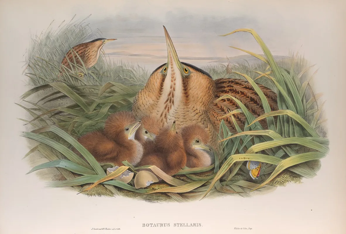 Botaurus Stellaris Bittern Wall Art by John Gould - High-Resolution Digital Print
