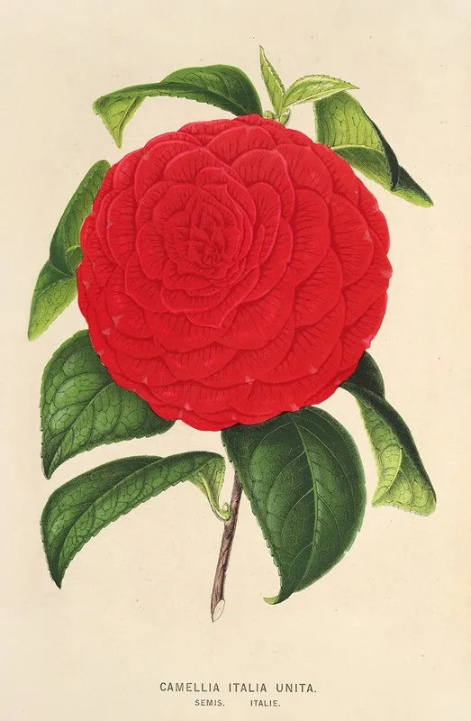 Camellia Italia Unita Wall Art by Charles Antoine Lemaire - High-Resolution Digital Print