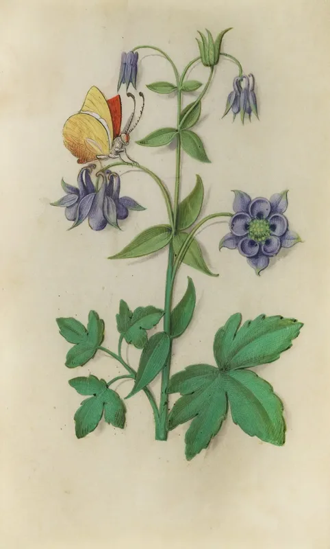 Columbine Aquilegia Vulgaris With A Brimstone Butterfly Wall Art by Master of Claude de France - High-Resolution Digital Print