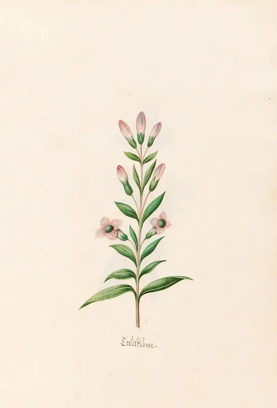 Renaissance Flowers