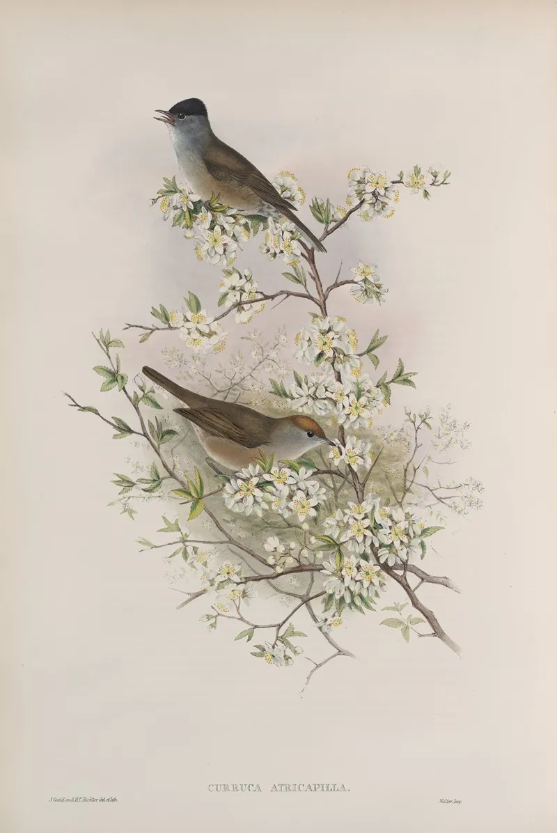 Curruca Atricapilla Blackcap Wall Art by John Gould - High-Resolution Digital Print