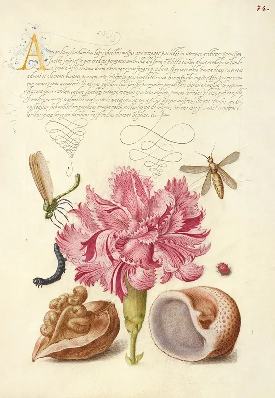 Renaissance Illustration