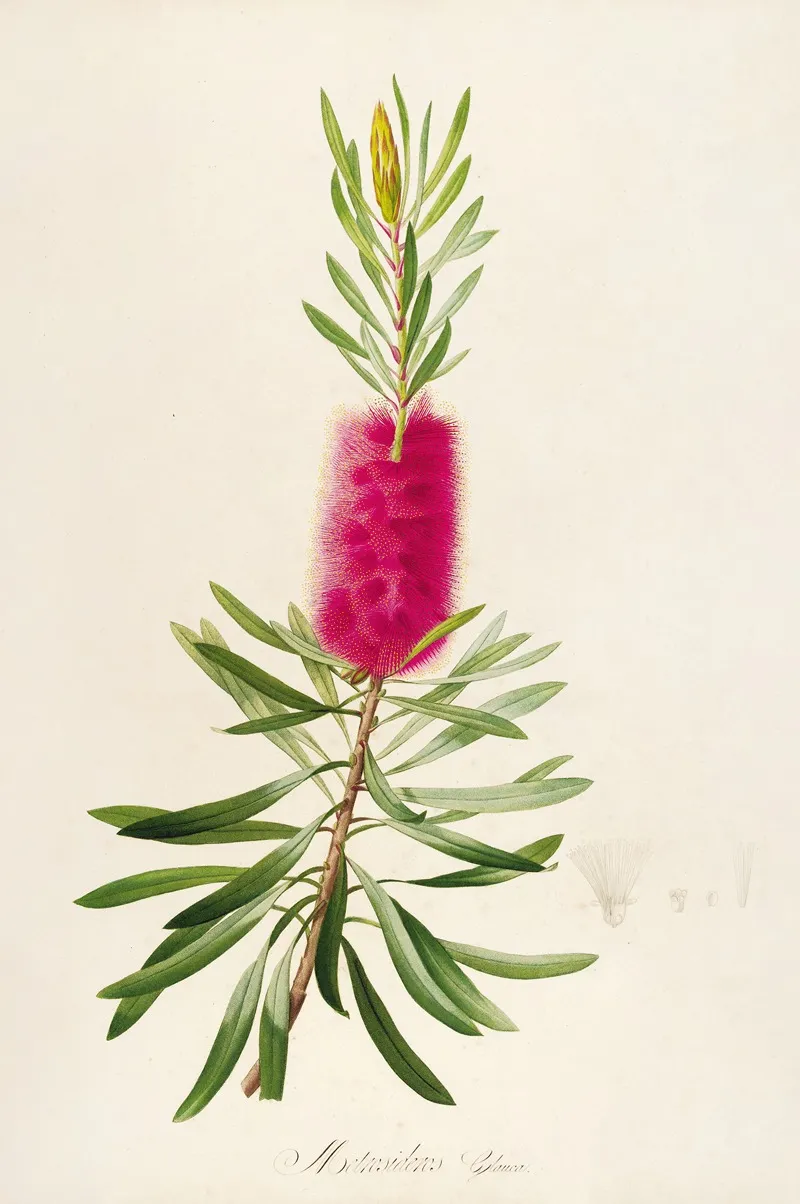 Description Des Plantes Rares Cultivees A Malmaison Et A Navarre Pl 34 Wall Art by Pierre Joseph Redouté - High-Resolution Digital Print