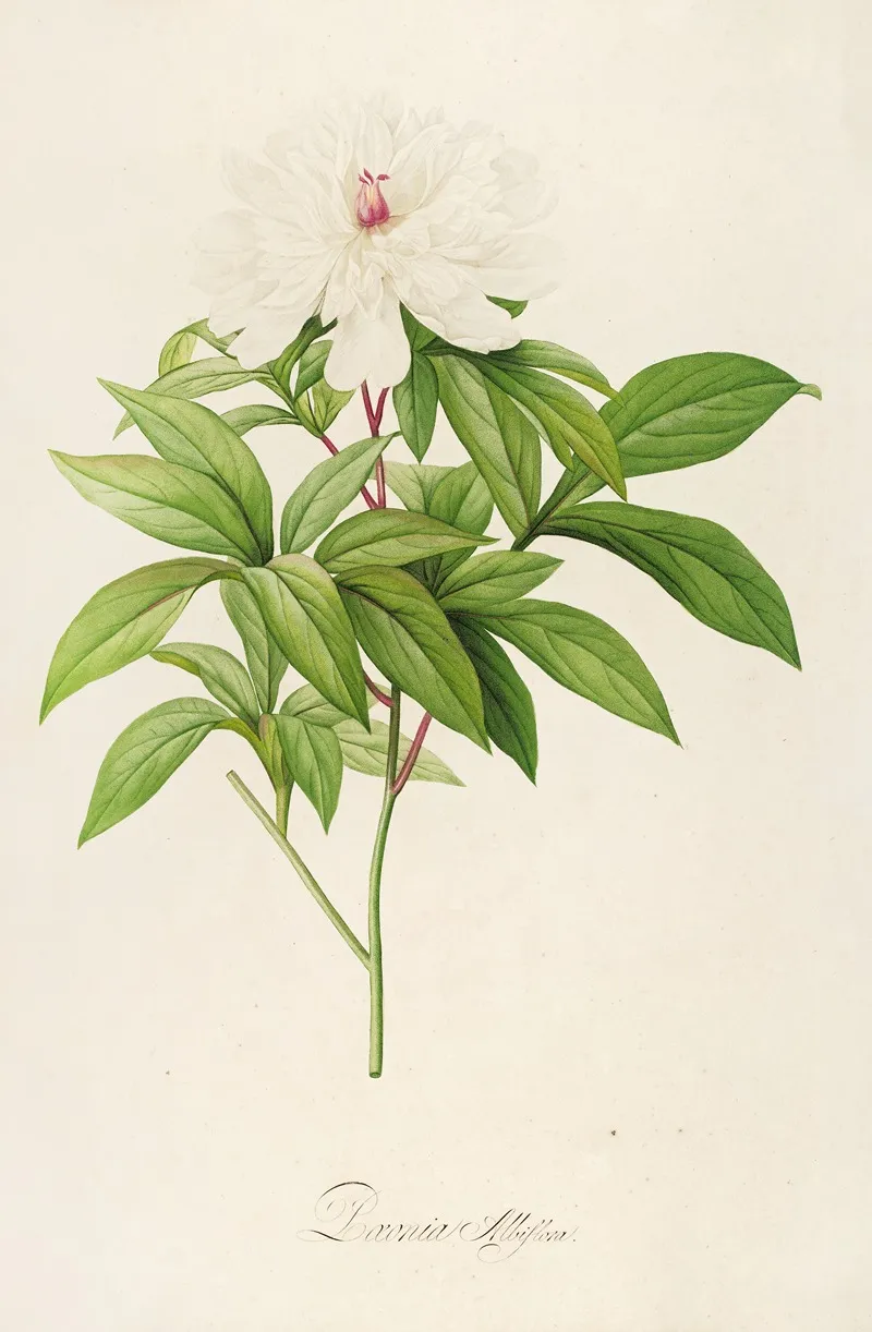 Description Des Plantes Rares Cultivees A Malmaison Et A Navarre Pl 47 Wall Art by Pierre Joseph Redouté - High-Resolution Digital Print