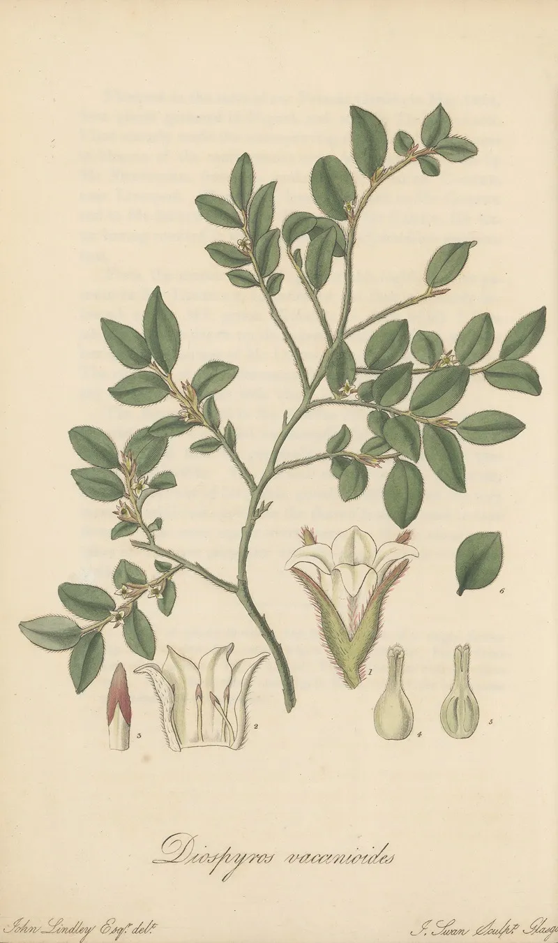 Diospyros Vaccinioides Wall Art by William Jackson Hooker - High-Resolution Digital Print