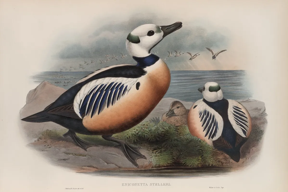 Eniconetta Stelleri Stellers Duck Wall Art by John Gould - High-Resolution Digital Print