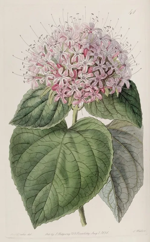 Fragrant Clerodendron Wall Art by Sydenham Edwards - High-Resolution Digital Print
