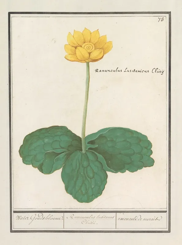 Gele Plomp Nuphar Lutea Water Gouds Bloeme Ranunculus Lusitanus Clusii Renoncule De Marais Wall Art by Anselmus Boëtius de Boodt - High-Resolution Digital Print