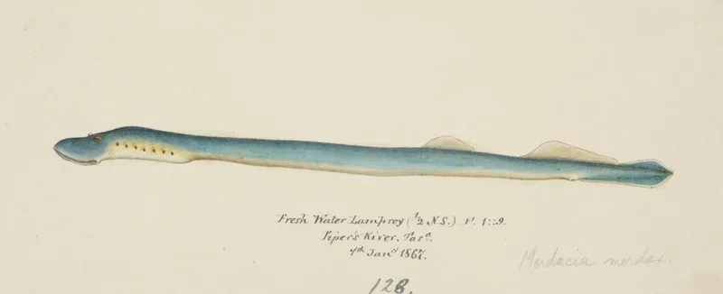 Geotria Australis Fresh Water Lamprey Wall Art by Frank Edward Clarke - High-Resolution Digital Print