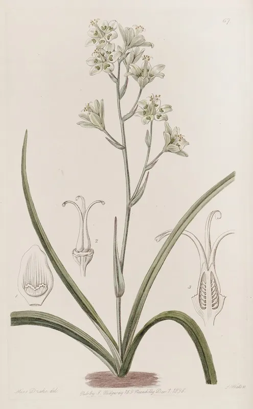 Glaucous Zigadenus Wall Art by Sydenham Edwards - High-Resolution Digital Print