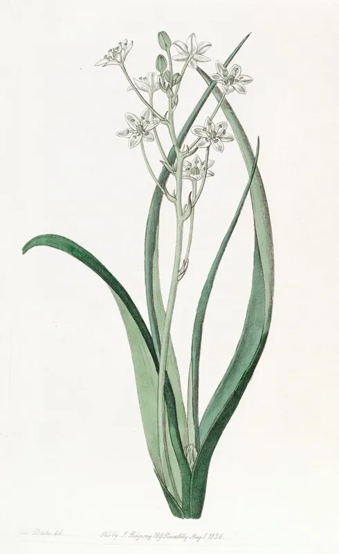 Green And White Ornithogalum Wall Art by Sydenham Edwards - High-Resolution Digital Print