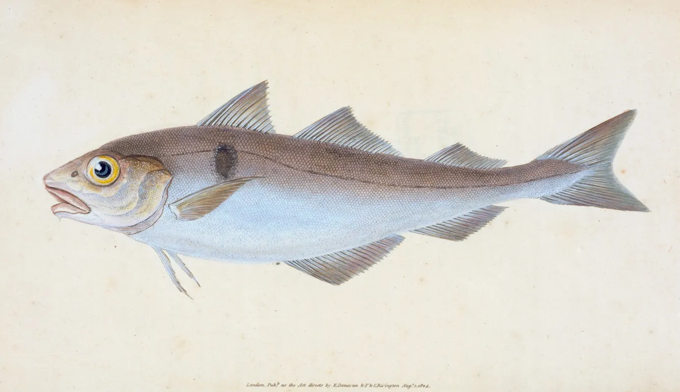 Haddock Gadus Aeglefinus Wall Art by Edward Donovan - High-Resolution Digital Print