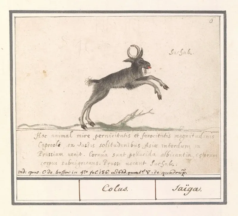 Hertachtige Mogelijk Een Bosgeitantilope Nemorhaedini Wall Art by Anselmus Boëtius de Boodt - High-Resolution Digital Print